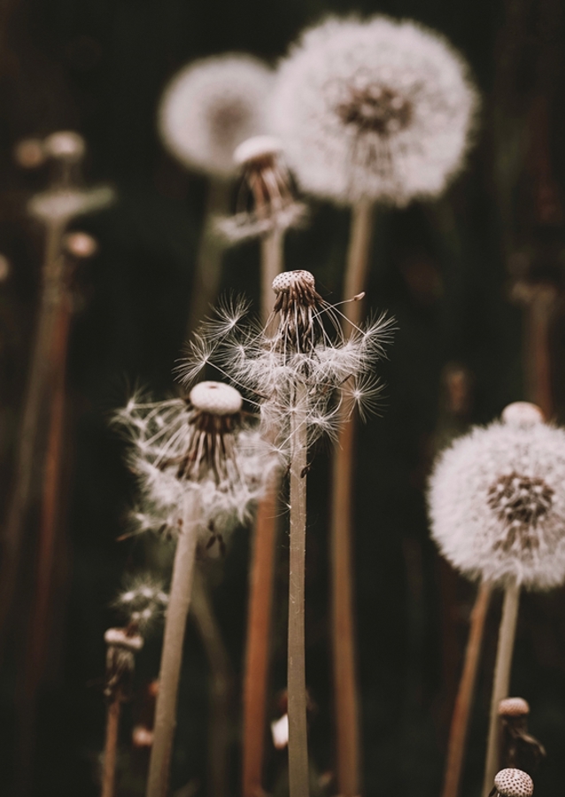 Dandelion
