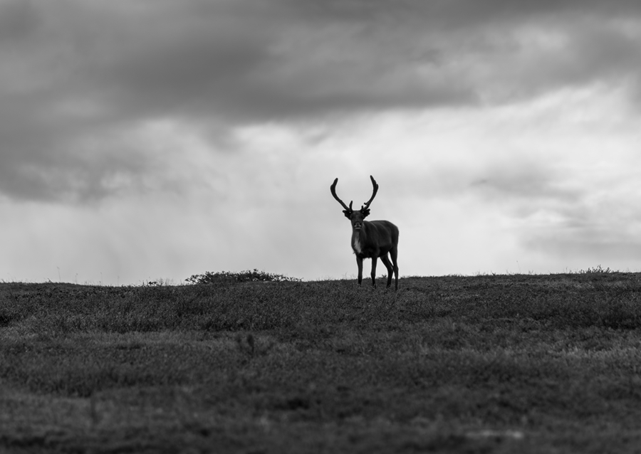 Black & White reindeer