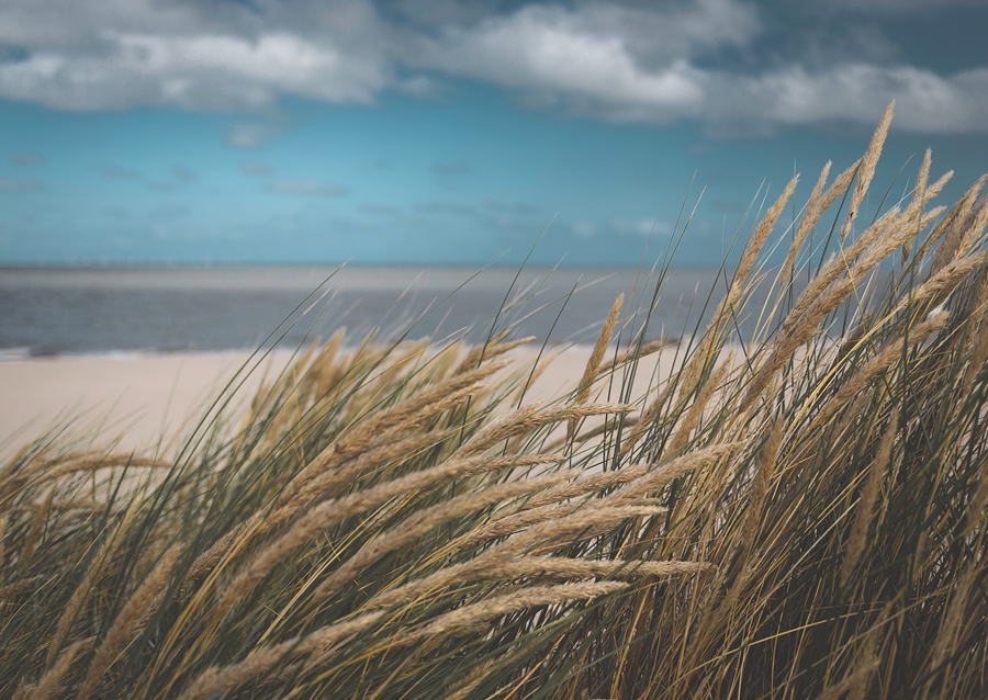 Windzerzaustes Dünengras