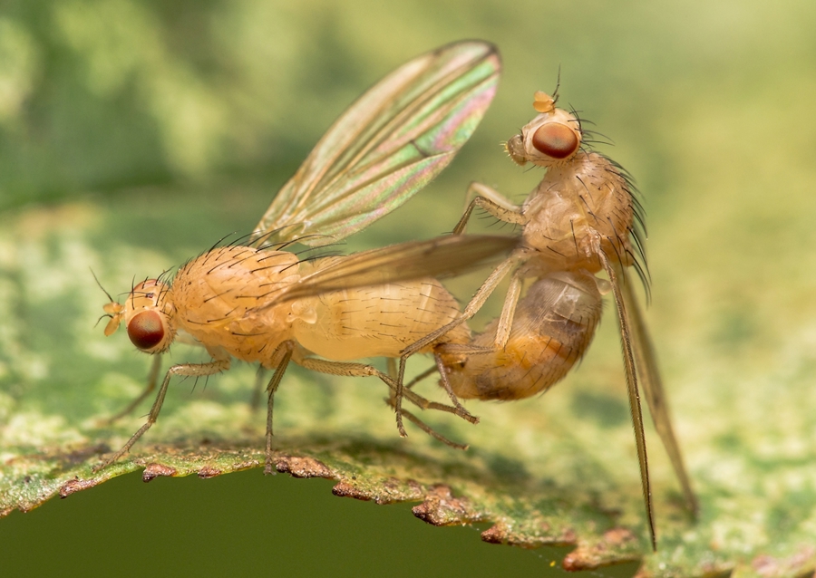 Drosophila Melanogaster