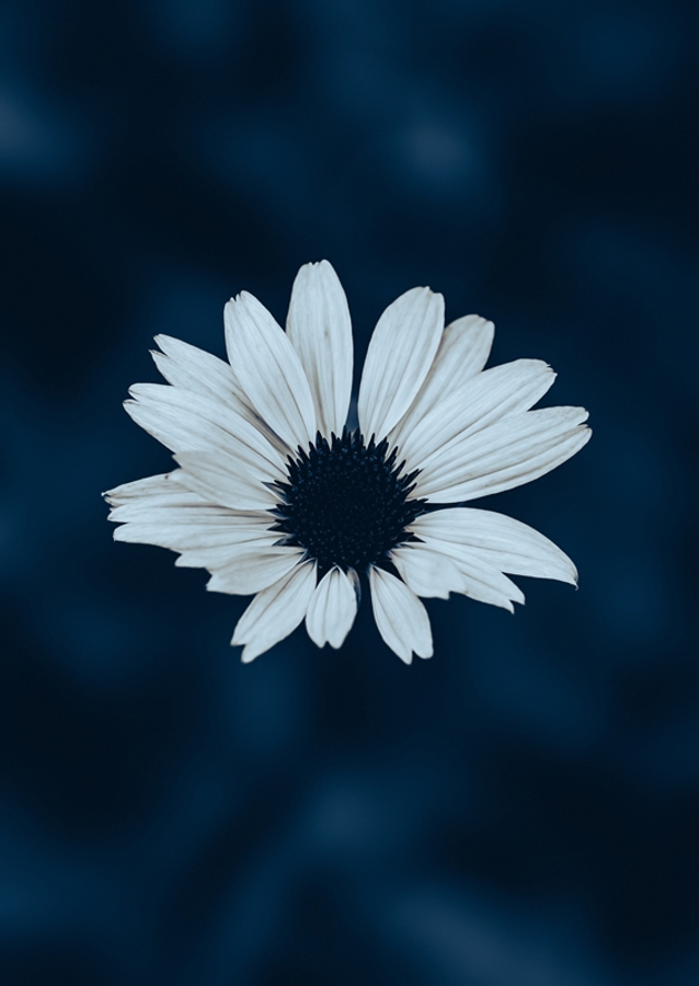 White flowering plant