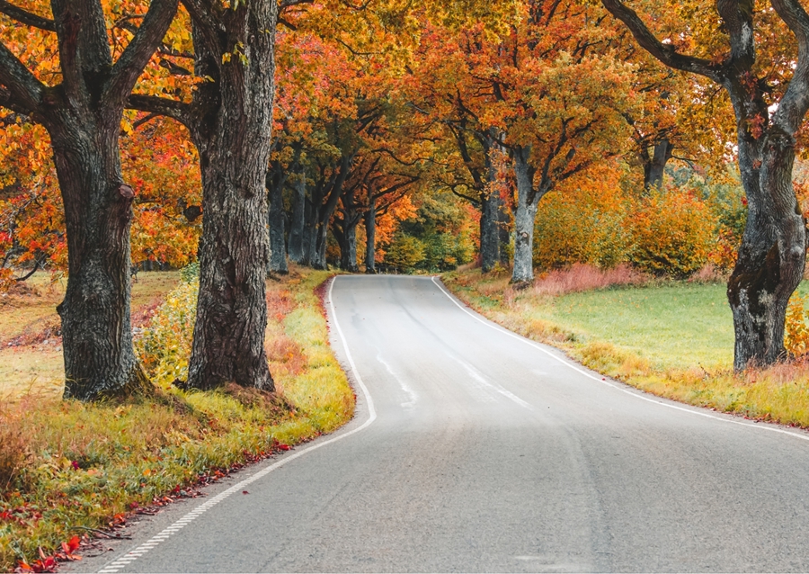 A road through a fores of oaks