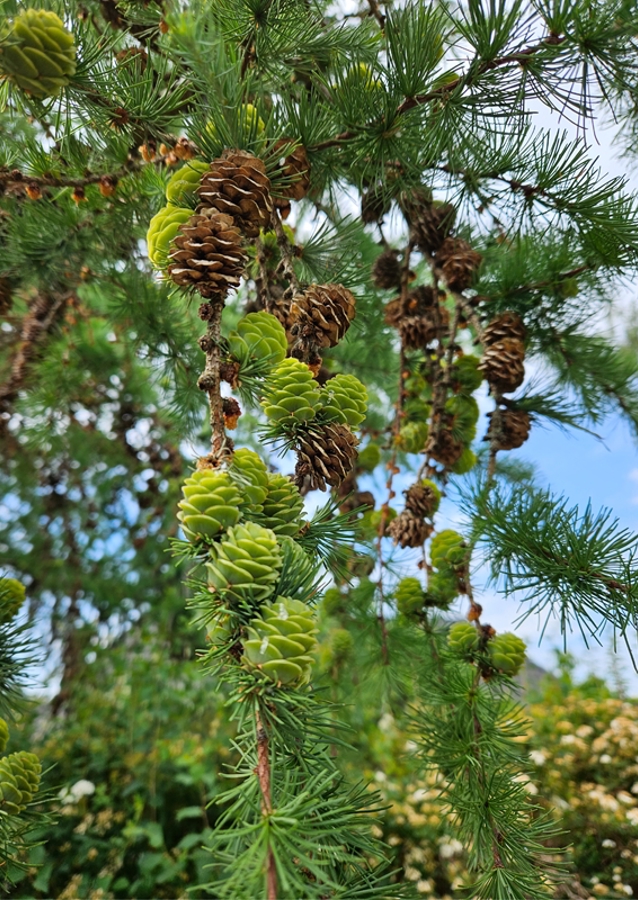 Conos de alerce en fila