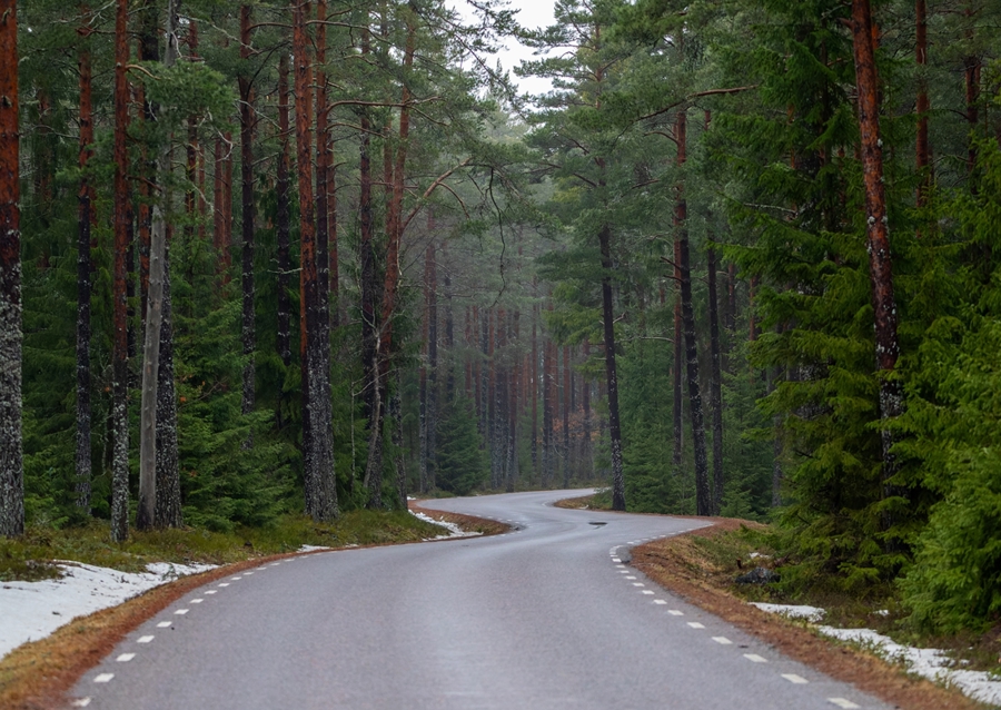 Winding road in the forest