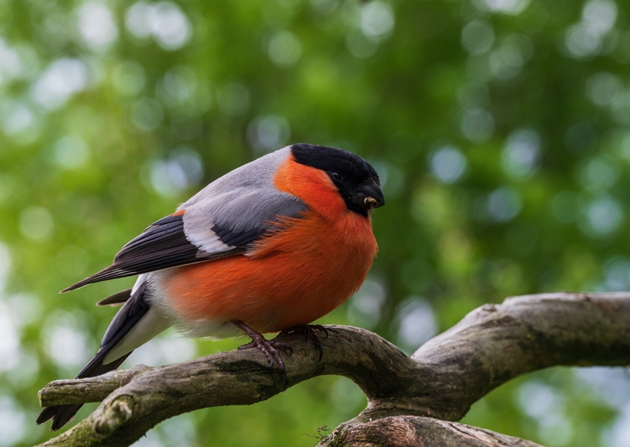 Retrato de un macho camachuelo.