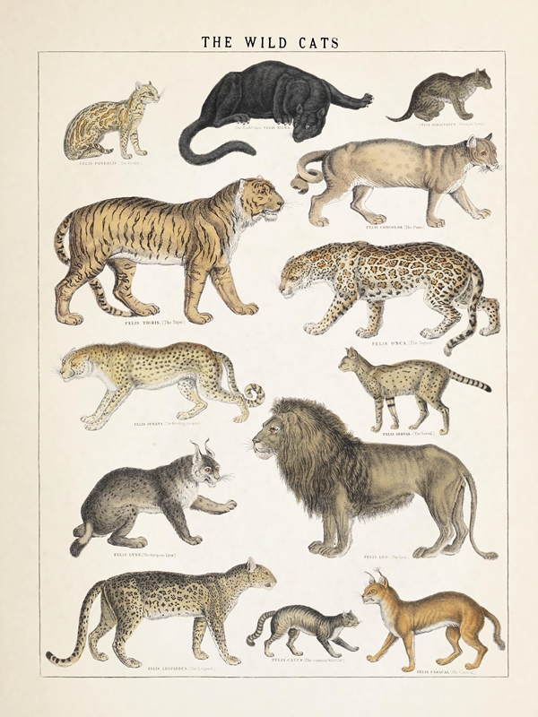 Wild Cats Vintage Illustration posters & prints by °Liu° - Printler
