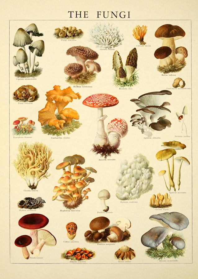 Mushrooms Vintage Illustration