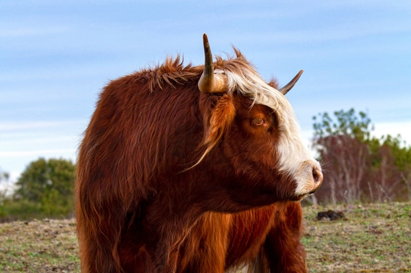 Poster: Taureau de profil - Roger Rosensö