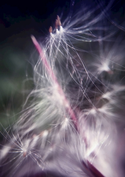 Poster: Magie met het licht - Erna Velic