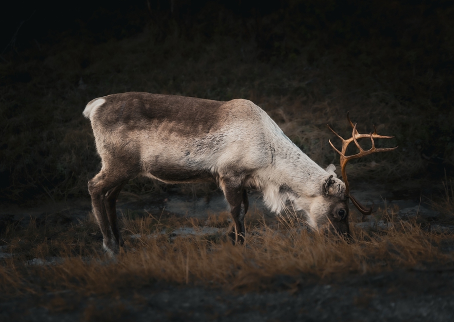 Caribou grazing 