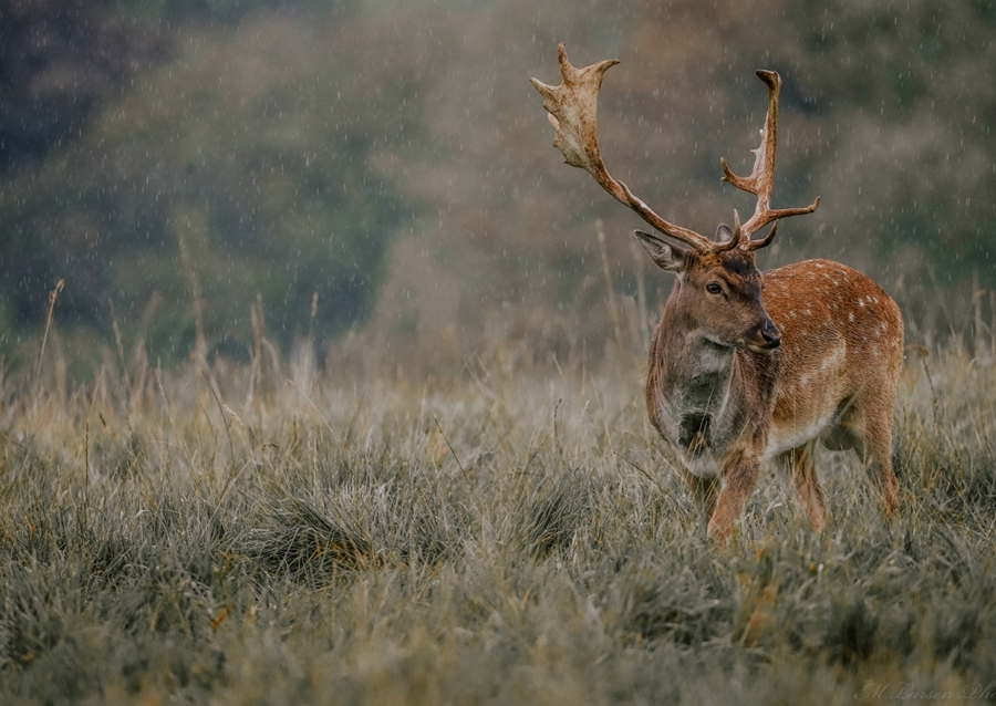 The Roe Deer in the Rain's Dan