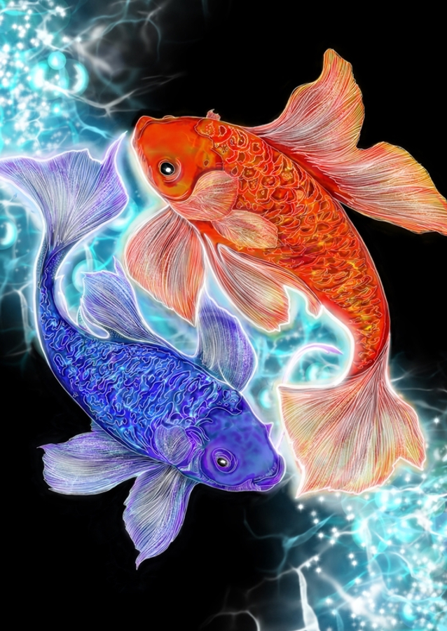 Koi fish