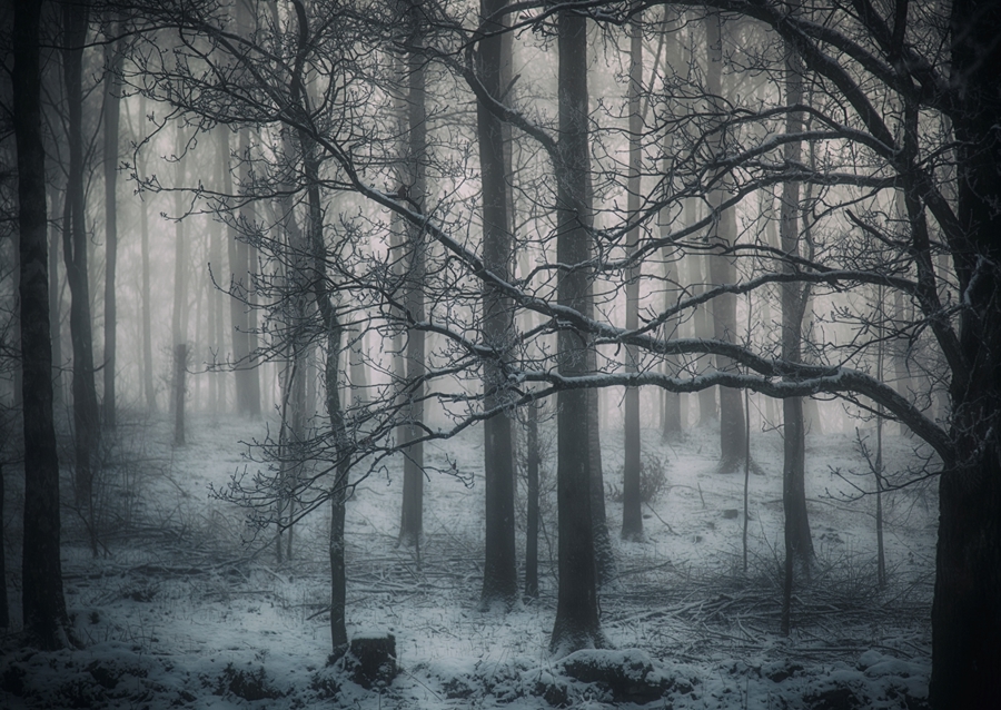 Der mysteriöse Wald