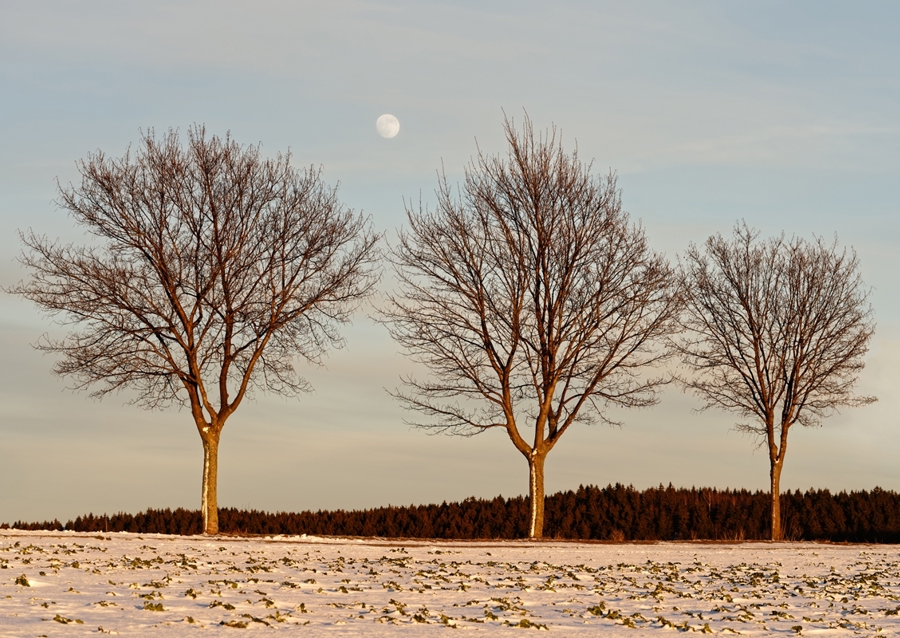 Evening light in winter