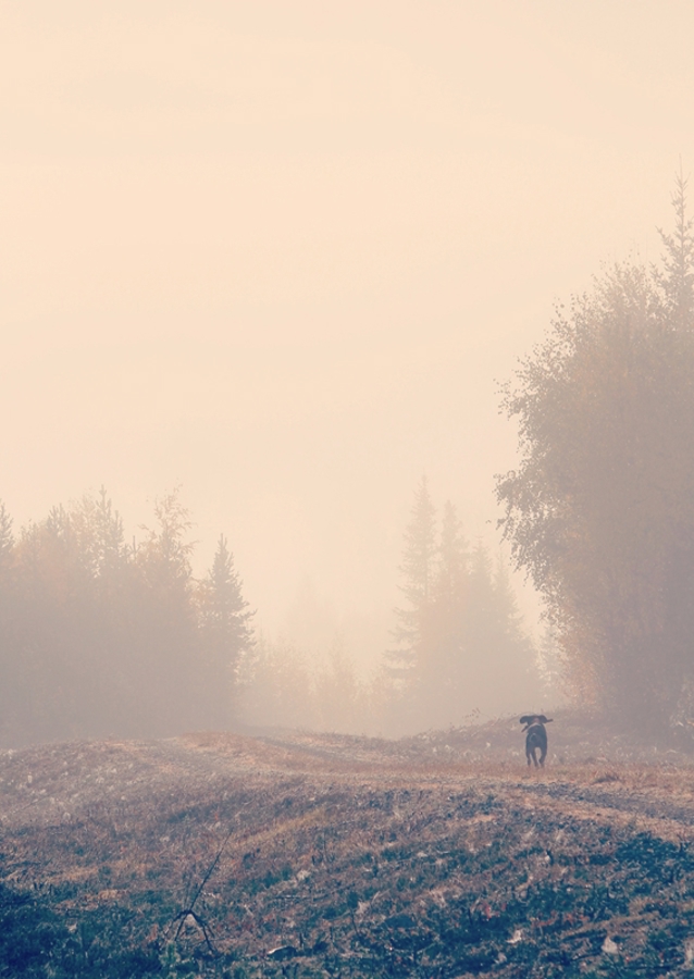 Stövarn & morgondimman