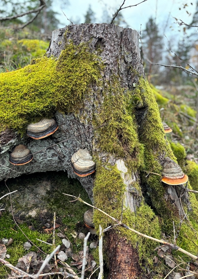 Lucfenyő csonk gombával 