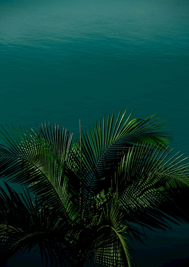 Palm
