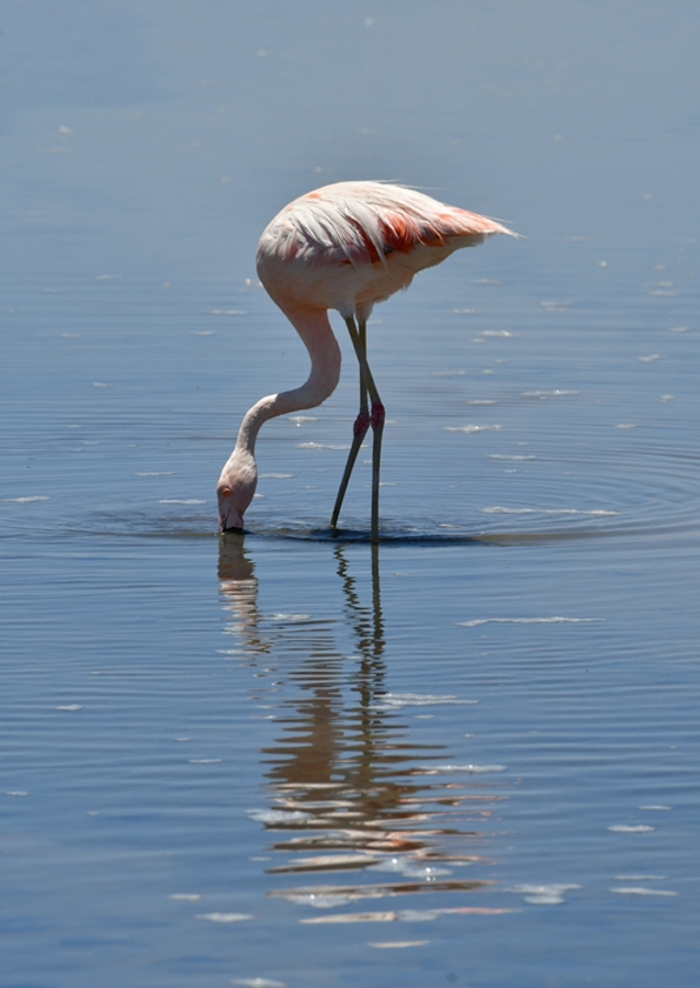 Flamingo i reflekterende vand