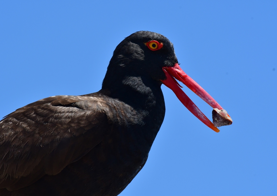 Oister Catcher with a catch