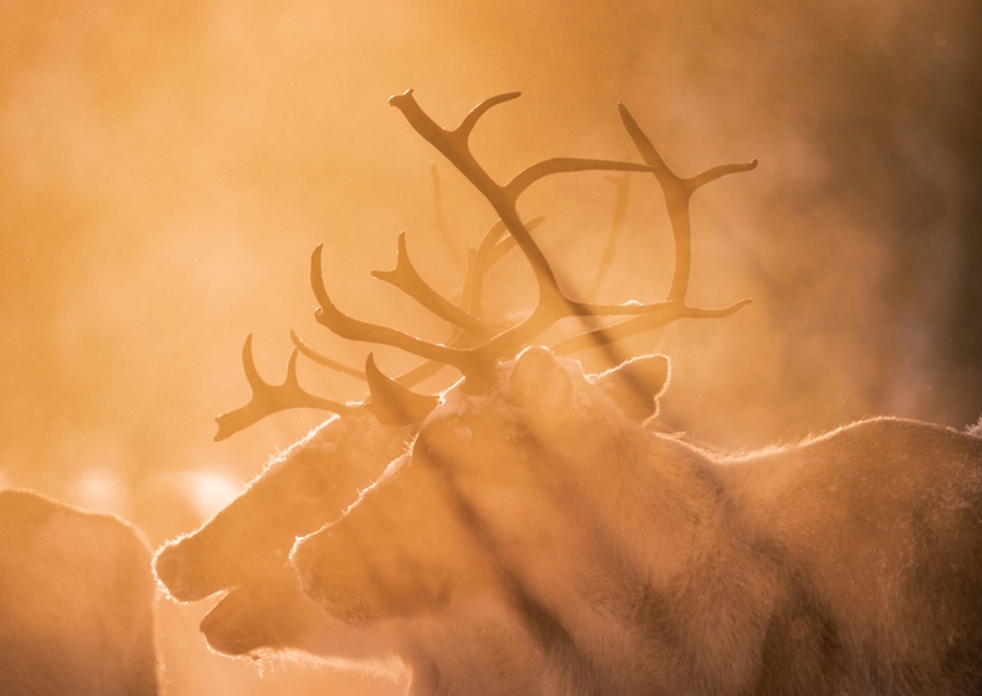 Reindeers in sunlight