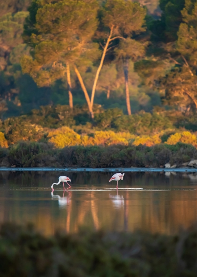 Flamingoer på Mallorca
