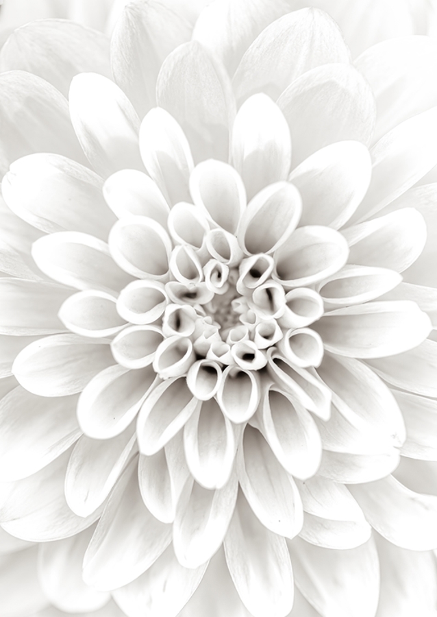 Dalia 1
