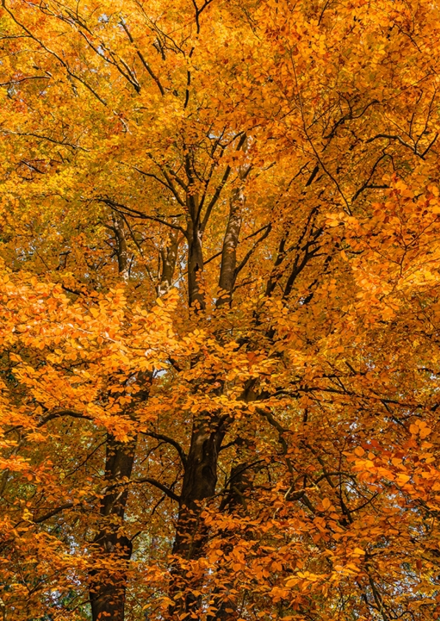 Høstskog i gult, brunt, rødt