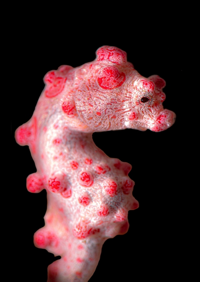 The pygmy seahorse