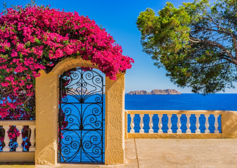 Bougainvillier Planze Meerblick