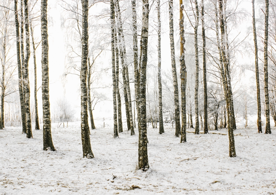 Winter birches