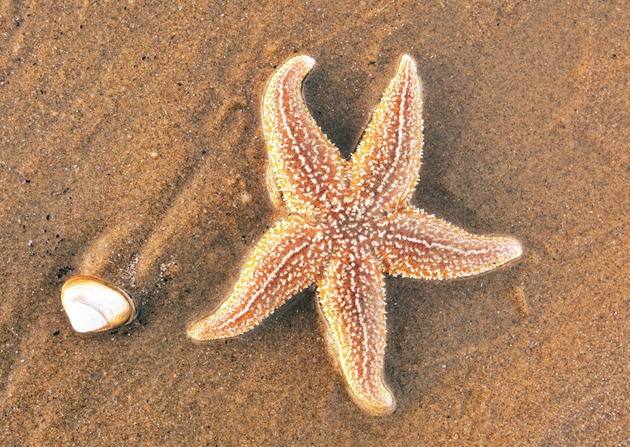 Tengeri csillag héjjal a tengerparton