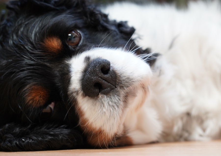 Aranyos kutya nyugodtan fekszik