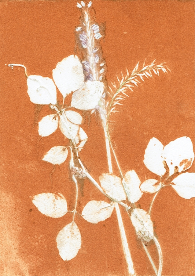 Orange botaniske blade