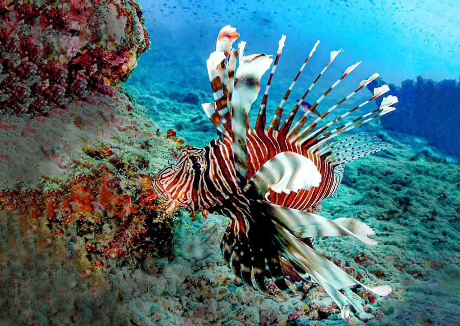 Dračí ryba na lovu