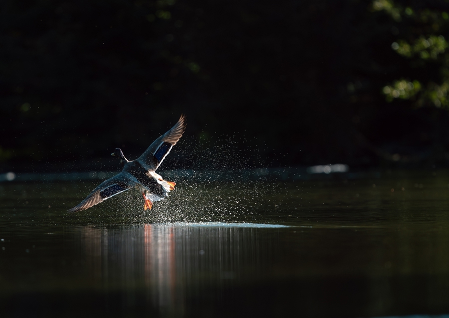 Mallard at take-off