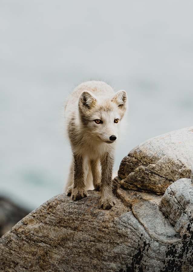 Arctic fox