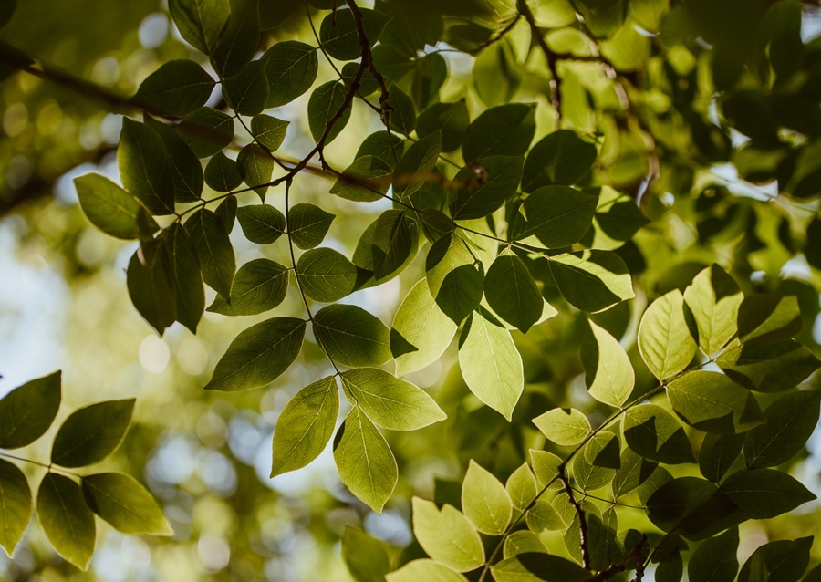 Pohled skrz zelené listí