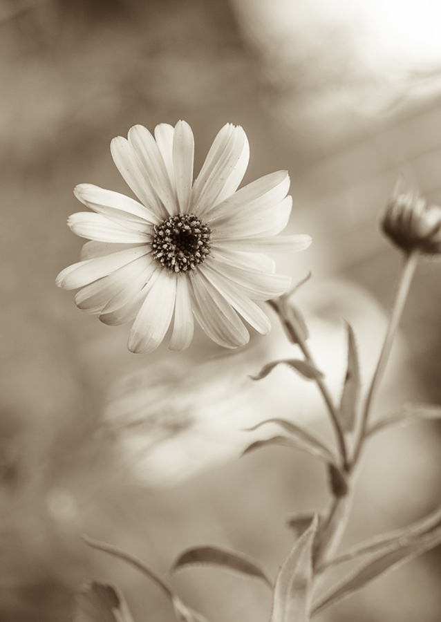 Fokuser på en enkelt blomst