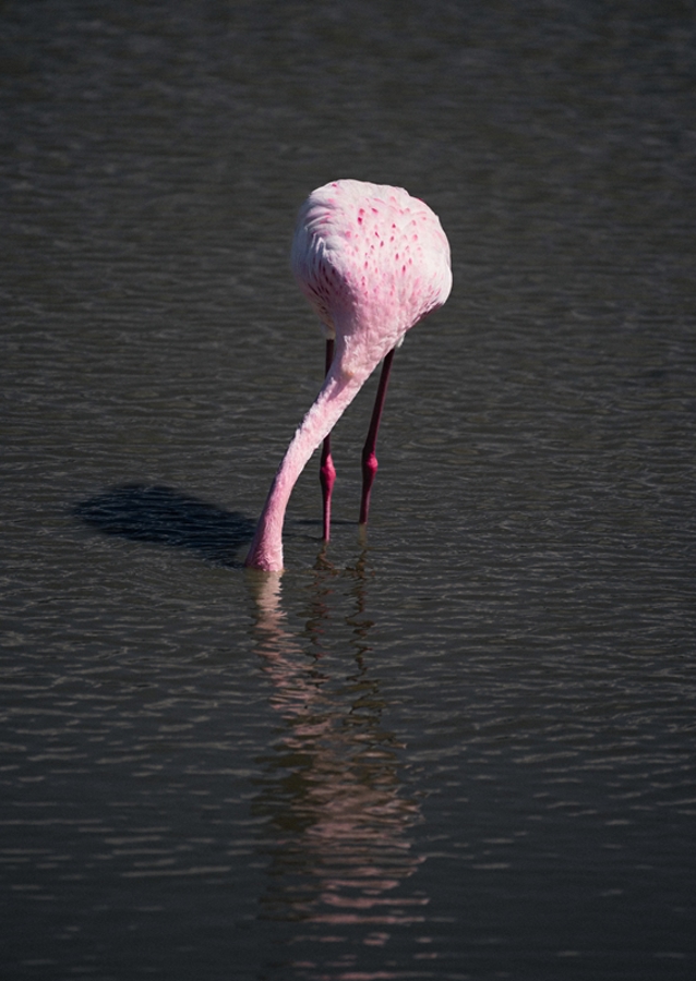 Flamingo in a pond