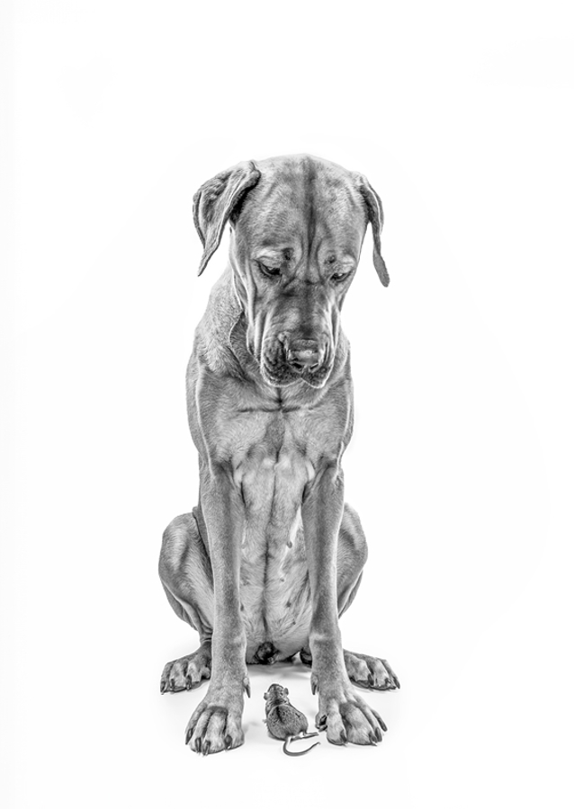 Stor hund med lille ven