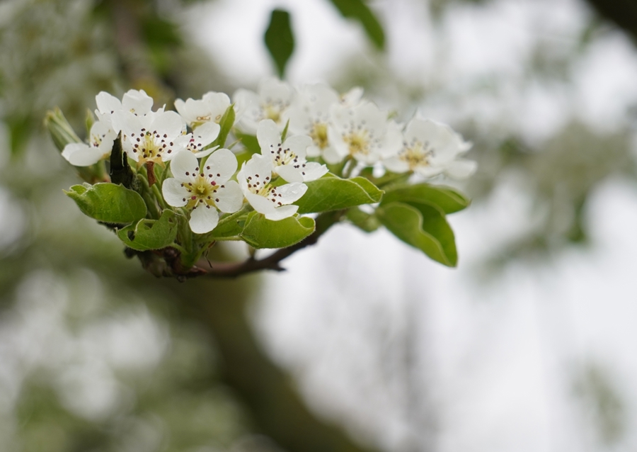 Cseresznye virágzik tavasszal