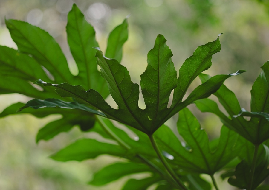 Grüne Pflanzenblätter