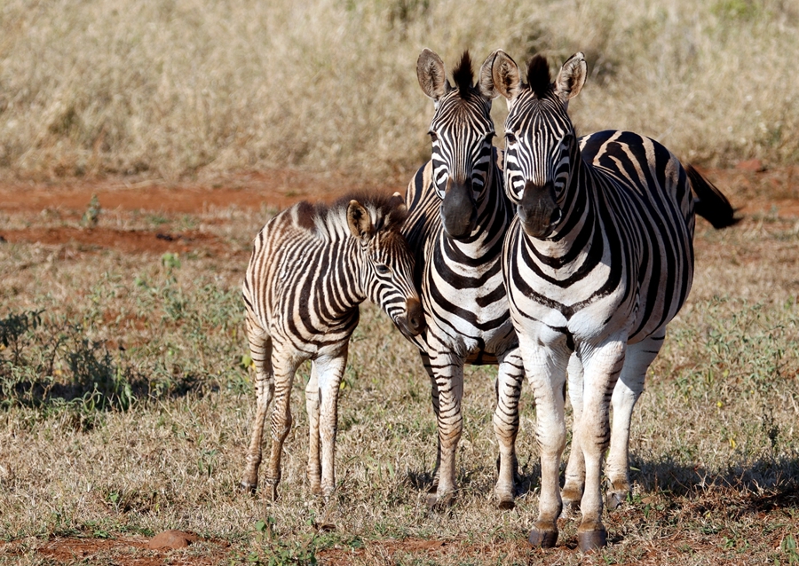 Zebras in South Africa