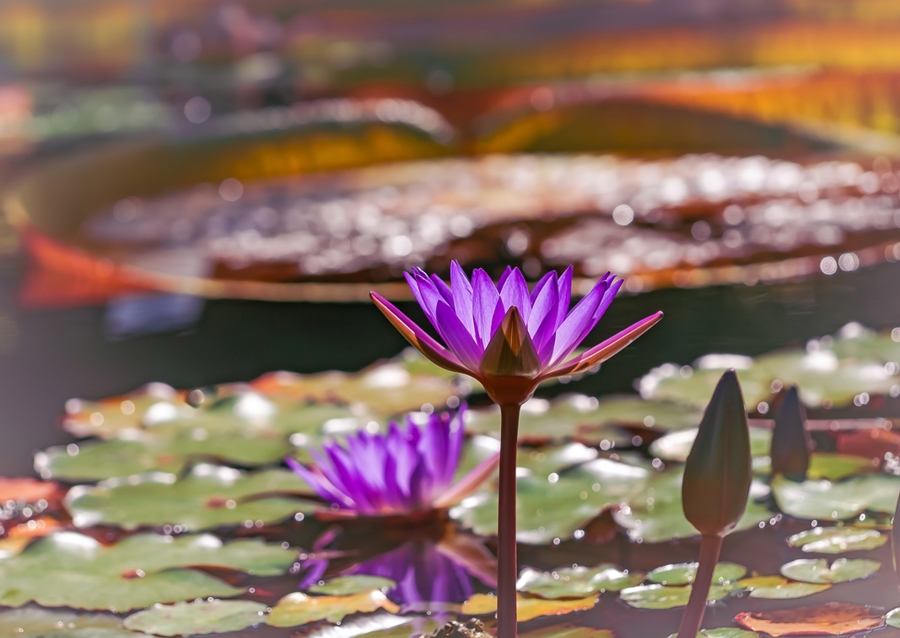 Water lily Romance