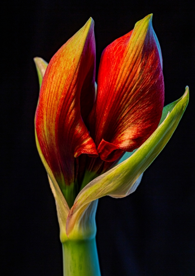 Amaryllis