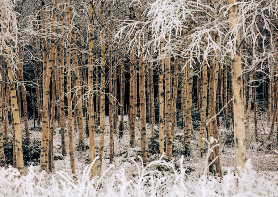 Birches in winter frost