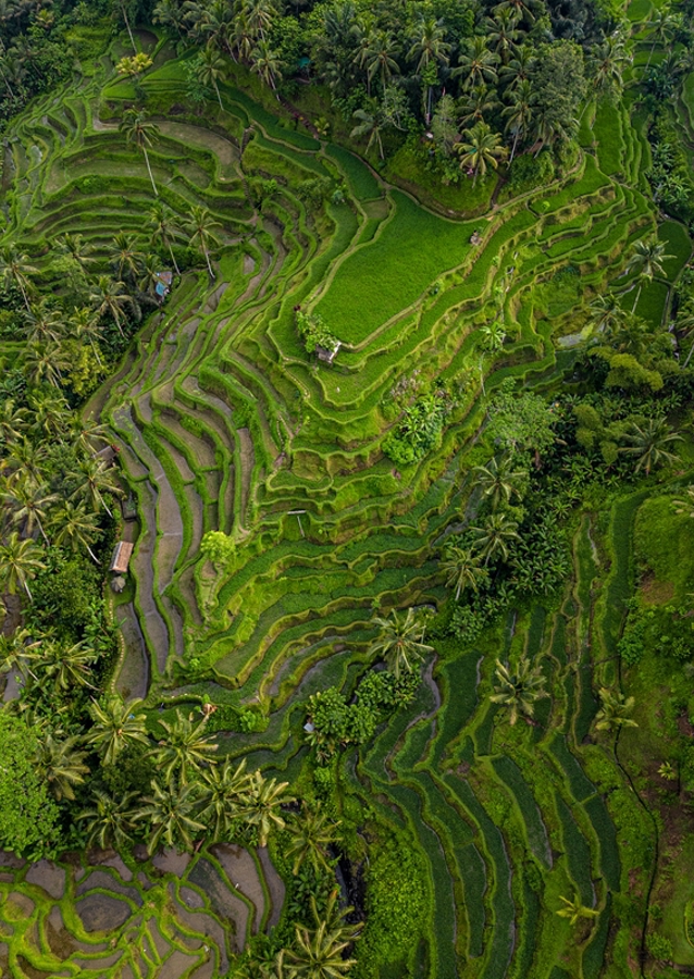Tegalalang Rice Terrace