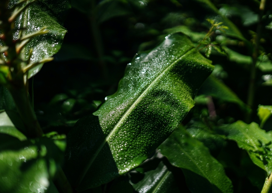 Exotic green leaf