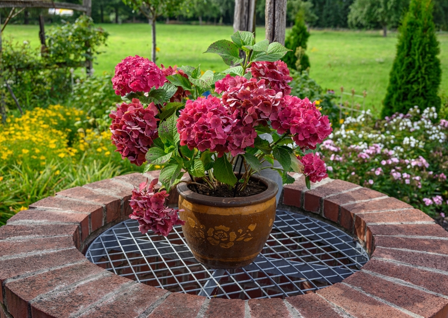 flowers in the garden