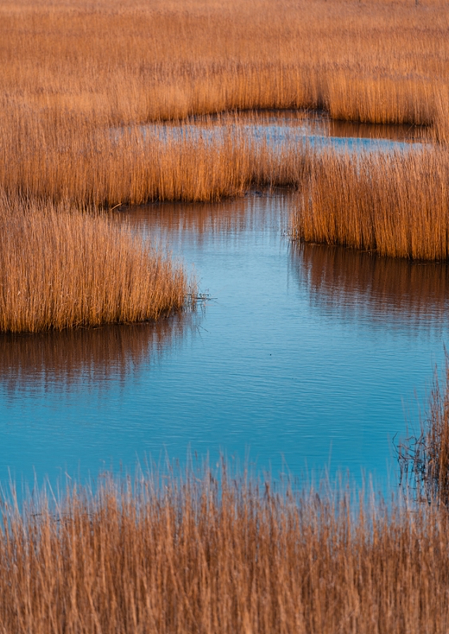 The forest of the coastline